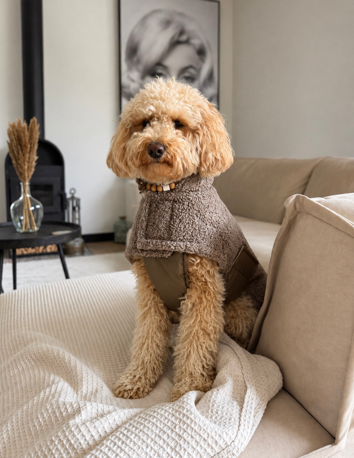 Hondenjas Teddy